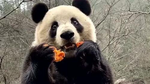 娱乐吃瓜大熊猫视频,一场娱乐吃瓜盛宴