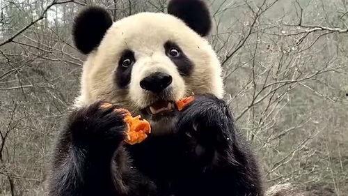 娱乐吃瓜大熊猫视频大全,萌态百出，欢乐无限